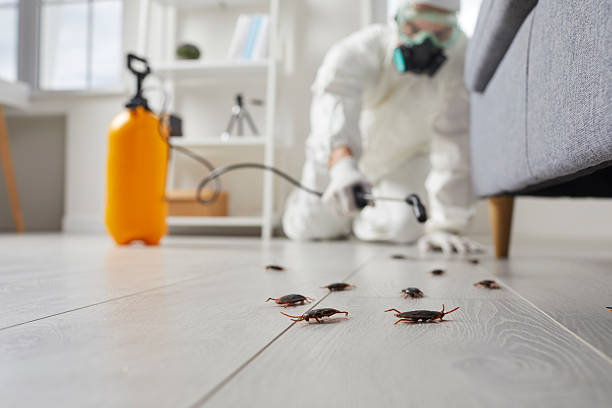 Post-Treatment Bed Bug Interceptor Monitoring in Searcy
